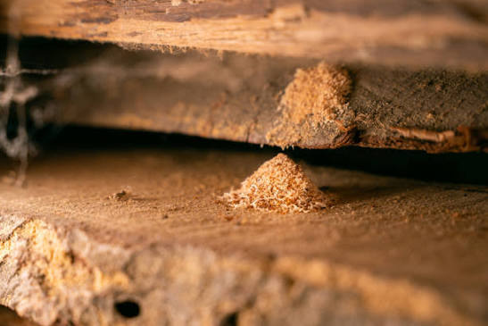 2,100+ Woodworm Stock Photos, Pictures & Royalty-Free Images - iStock