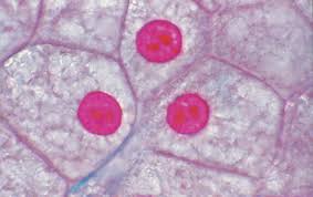 See how a generalized structure of an animal cell and plant cell look with labeled diagrams. Microscope Slide Set School Specialty Canada