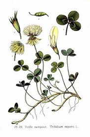 Image result for Trifolium squarrosum