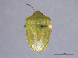Black And White Striped Caterpillar With Yellow Belly Emerging Pests In Pacific Northwest Ornamentals Pacific Northwest Pest Management Handbooks