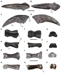 We did not find results for: Late Jurassic Theropod Dinosaur Bones From The Langenberg Quarry Lower Saxony Germany Provide Evidence For Several Theropod Lineages In The Central European Archipelago Peerj