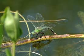 This plant serves as a shelter for the larvae of dragonflies and also shoo away bugs. Dragonfly And Damselfly Facts Meaning And Habitat How To Attract Dragonflies The Old Farmer S Almanac
