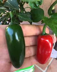 Check spelling or type a new query. I M On A Quest To Breed The World S Spiciest Jalapeno To Take Your Jalapeno Poppers To The Next Level Here S A Side By Side Comparison Of A Jalapeno And My Hybrid Called The