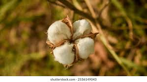 Image result for Gossypium