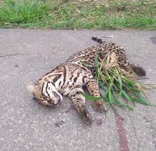 Teófilo Otoni Seguro DPVAT - Posts | Facebook