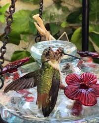 We did not find results for: Hummingbird Gets Head Split Open By A Praying Mantis Natureismetal