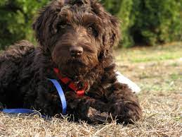 Enter your email address to receive alerts when we have new listings available for toy labradoodle puppies for. Blackbird Labradoodles