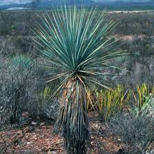 Image result for Yucca