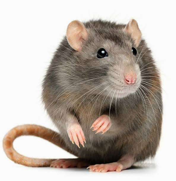 Rodent Control Management product image