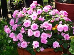 Niecierpek Pelny Niecierpek Plants Garden Balcony
