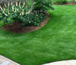 Zoysiagrass Yearly Maintenance Program Home Garden