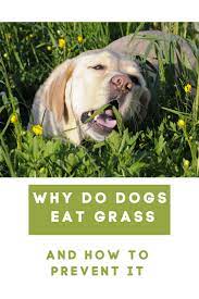 Why Do Dogs Eat Grass And How To Prevent It Dog Health Tips Puppy Health Dogs