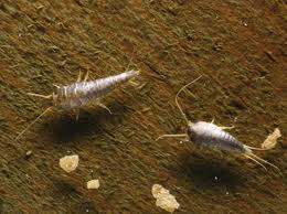 One of the most popular applications of this method is the use of ladybugs to control, or. What S Eating Your Clothes Identify And Get Rid Of Bugs Termite Control Pest Control Insect Control