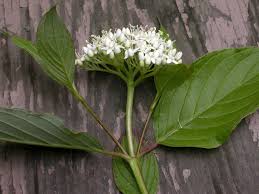 Image result for Cornaceae