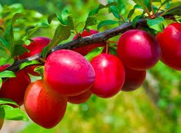 Image result for Prunus