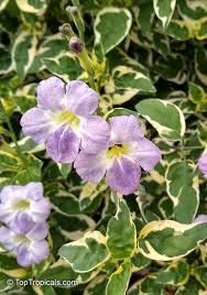 Image result for Asystasia