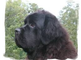 I love the personality, temperament, and versatility of these gentle giants. Newfoundland Puppies For Sale