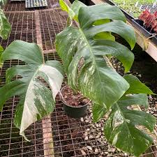 Image result for Selago albomarginata