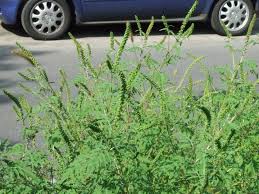 Ragweed — beifußblättriges traubenkraut beifußblättriges traubenkraut ( ambrosia artemisiifolia ) systematik ordnung … Roadside Invader The Higher The Traffic The Easier The Invasive Common Ragweed Disperses Eurekalert Science News