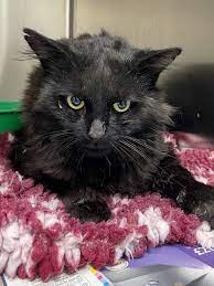 Shepherds Veterinary Hospital Home Facebook