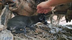 Puppy's Rescue Turns Into Survival Mission When She Can't Be Found