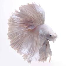 Visarute Angkatavanich On Instagram Betta Fish Visaruteangkatavanich Pixprosmania Fashion Art Siamesefightingfish Pet Fish Betta Fish Animals