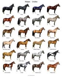 Diagram Of Horse Colors Catalogue Of Schemas