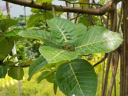 Image result for Ficus trichopoda