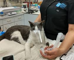 We perform spay/neuter, mass removals, soft tissue surgery, and much more. Veterinary Surgery Berkeley Dog And Cat Surgery
