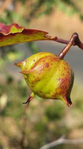 Image result for Sclerocroton