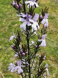 Image result for Westringia