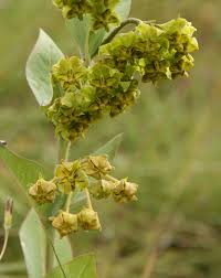 Image result for Gomphocarpus swynnertonii