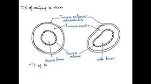 Includes anatomy of the femur quiz. How To Draw The T S Of Artery And Vein Human Physiology Body Fluids And Circulation Cbse Isc 11 Youtube