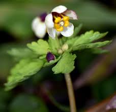 Image result for Isopyrum nipponicum