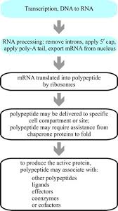 5 10 Mrna Translation And Protein Sorting