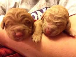 We did not find results for: Goldendoodle Puppies F1b For Sale In Garland Texas Classified Americanlisted Com