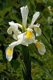 Image result for Iridaceae