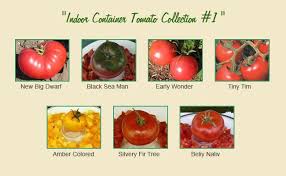 Bright red fruits on a petite plant make this an excellent selection for container growers. Indoor Container Tomato Seed Collection 1 Tomatofest Organic