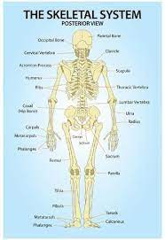 Skeletal System Posterior View Anatomy Print Poster Posters Allposters Com In 2021 Skeletal System Anatomy Skeletal System Skeletal