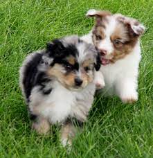 Toy Mini Australian Shepherd Pups For Sale Co Tug Yurhart Australian Shepherd Puppies Shepherd Puppies Toy Australian Shepherd
