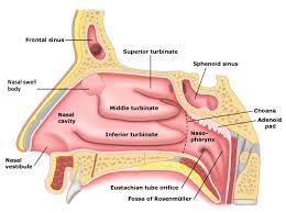 Nasal synonyms, nasal pronunciation, nasal translation, english dictionary definition 2. Nasal Swell Body Reduction Philadelphia Radiofrequency Reduction