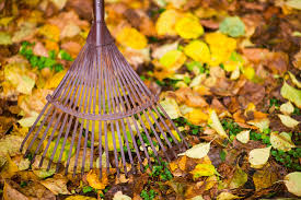 Bildergebnis für herbstblätter am boden