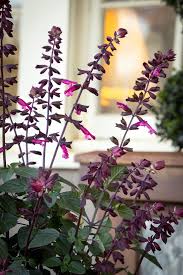 Pin On Garden Ideas