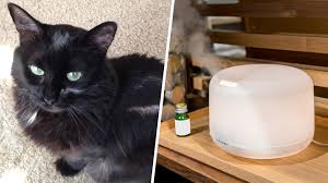Many oils are safe for cats, and even if you've used a toxic one your cat will probably be ok if you discontinue the unsafe use immediately, because it takes time for toxic buildup to occur. Essential Oils Danger For Cats Warning Signs To Look For