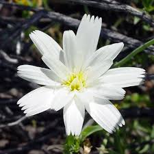Resistant to deer and rabbits. Desert Flower Names Rafinesquia Neomexicana New Mexico Plumeseed Desert Chicory Arizona Wildflowers New Mexico Mexico