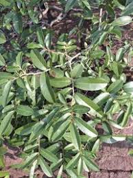 Image result for Hexalobus monopetalus