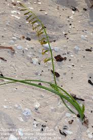 Image result for Dipcadi brevifolium