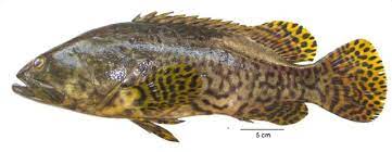 Documents similar to fish in malaysia. The Hybridization Of Groupers A Natural Blessing Or Frankenstein S Monster Wwf