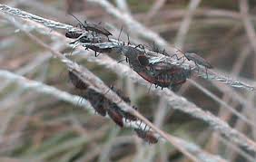 This list will help you pick the right pro exterminator in minneapolis. Boxelder Bugs Perimeter Insect Control Spring Touch Lawn Pest Control