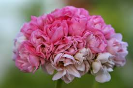 Pelargonium Rosalinda With Images Paivat